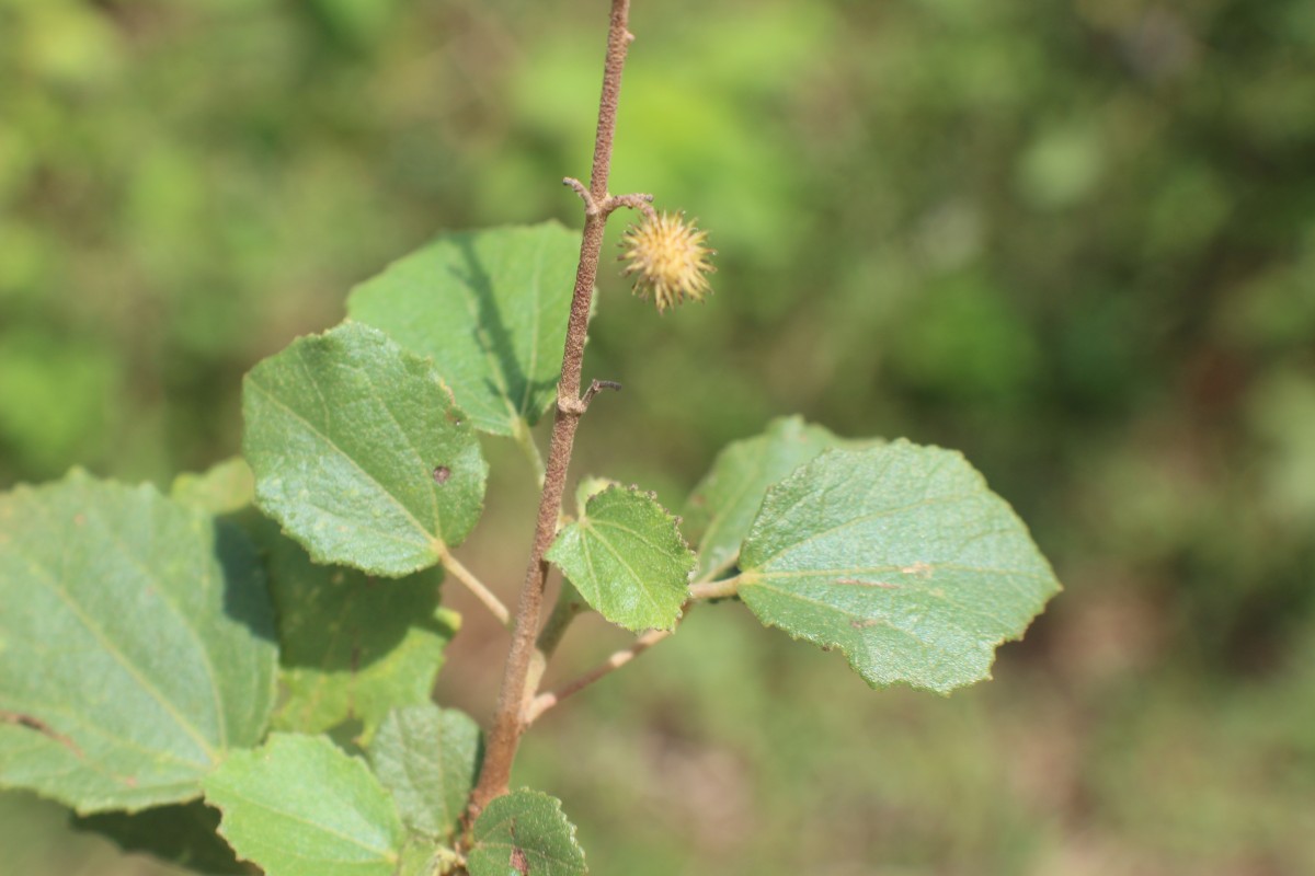 Triumfetta glabra Spreng.